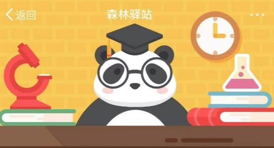 大熊猫幼崽多大的时候开始吃竹子呢 6个月 8个月 10个月